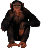 Monkey is on the tree